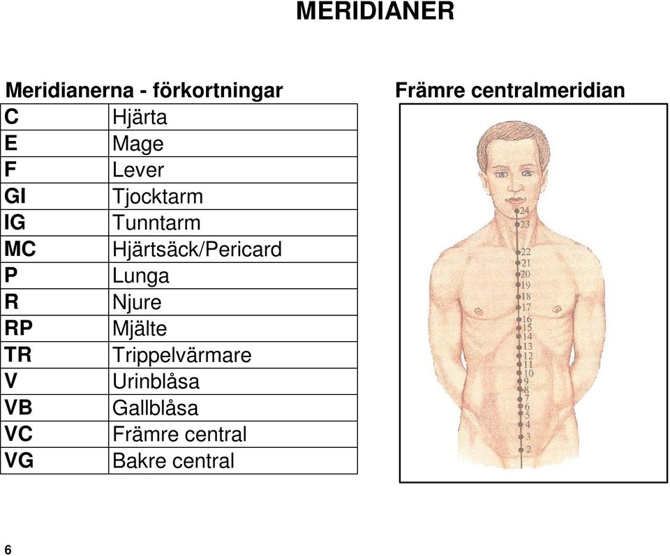 Lunga R Njure RP Mjälte TR Trippelvärmare V Urinblåsa VB