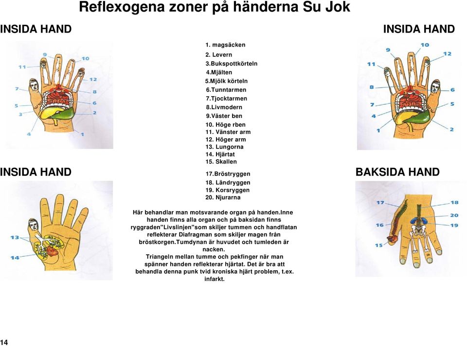 Njurarna Här behandlar man motsvarande organ på handen.