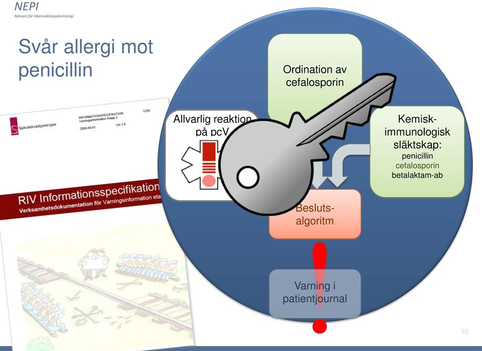 Kemiskimmunologisk släktskap: penicillin