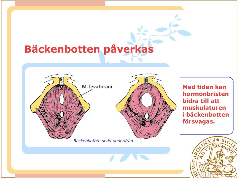 muskulaturen i bäckenbotten