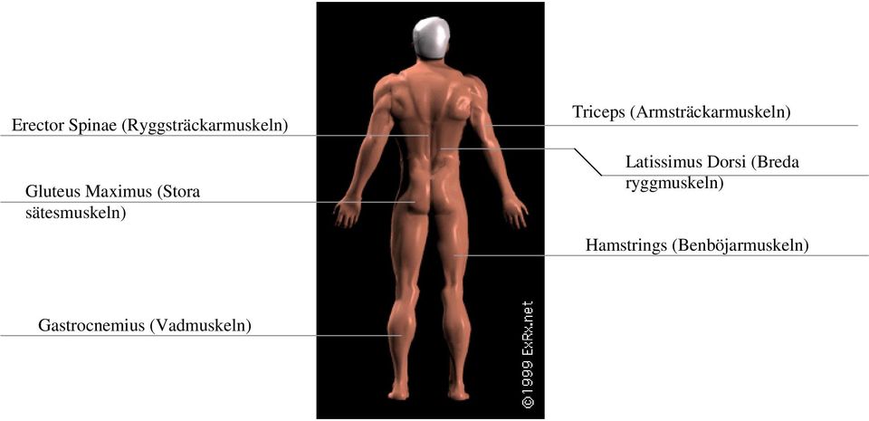 (Armsträckarmuskeln) Latissimus Dorsi (Breda