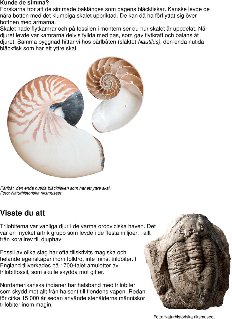 Samma byggnad hittar vi hos pärlbåten (släktet Nautilus), den enda nutida bläckfisk som har ett yttre skal. Pärlbåt, den enda nutida bläckfisken som har ett yttre skal.