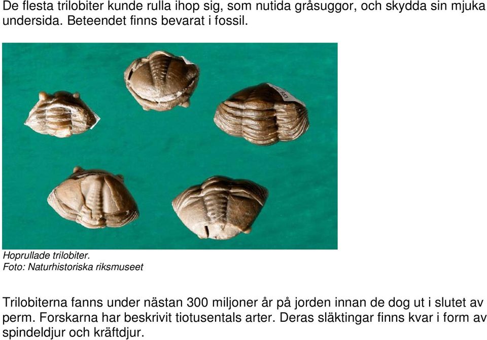 Foto: Naturhistoriska riksmuseet Trilobiterna fanns under nästan 300 miljoner år på jorden innan