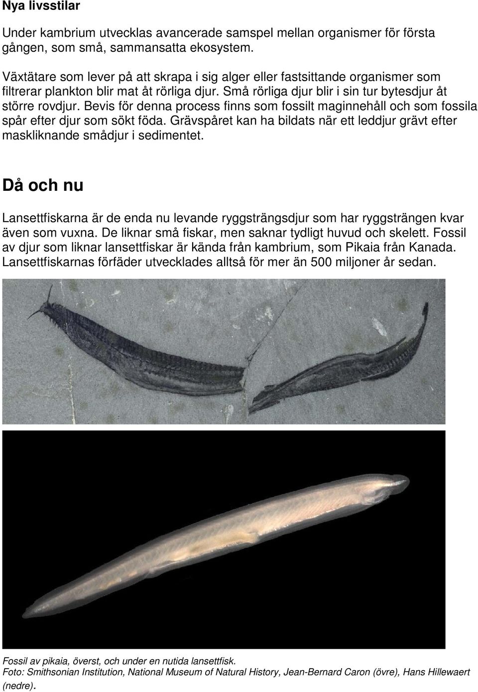 Bevis för denna process finns som fossilt maginnehåll och som fossila spår efter djur som sökt föda. Grävspåret kan ha bildats när ett leddjur grävt efter maskliknande smådjur i sedimentet.