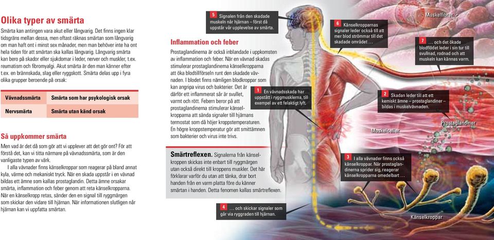 Långvarig smärta kan bero på skador eller sjukdomar i leder, nerver och muskler, t.ex. reumatism och fibromyalgi. Akut smärta är den man känner efter t.ex. en brännskada, slag eller ryggskott.