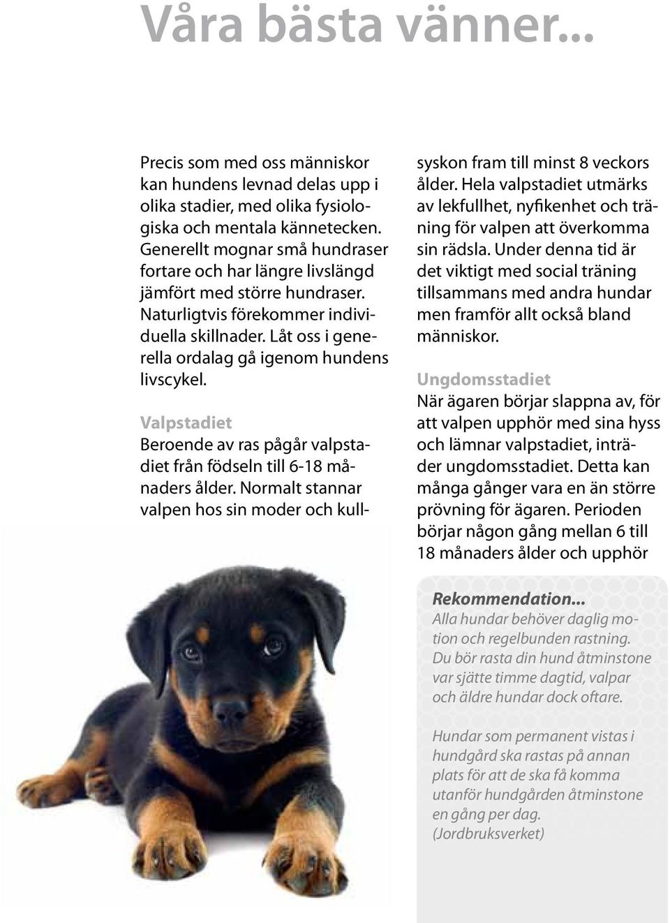 Valpstadiet Beroende av ras pågår valpstadiet från födseln till 6-18 månaders ålder. Normalt stannar valpen hos sin moder och kullsyskon fram till minst 8 veckors ålder.