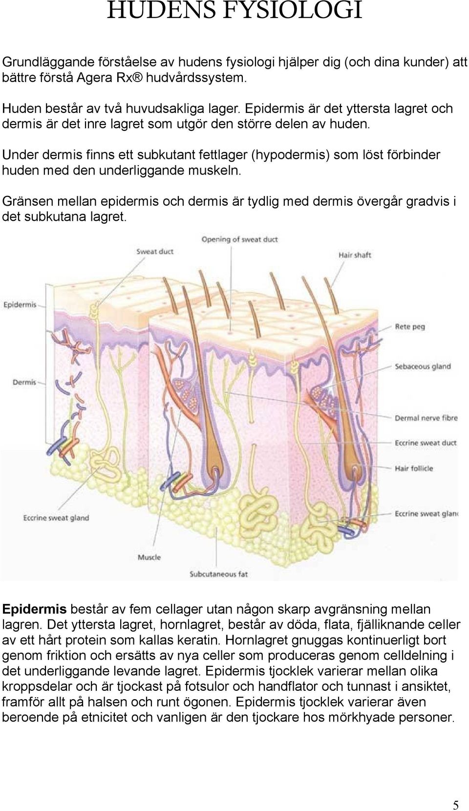 Under dermis finns ett subkutant fettlager (hypodermis) som löst förbinder huden med den underliggande muskeln.