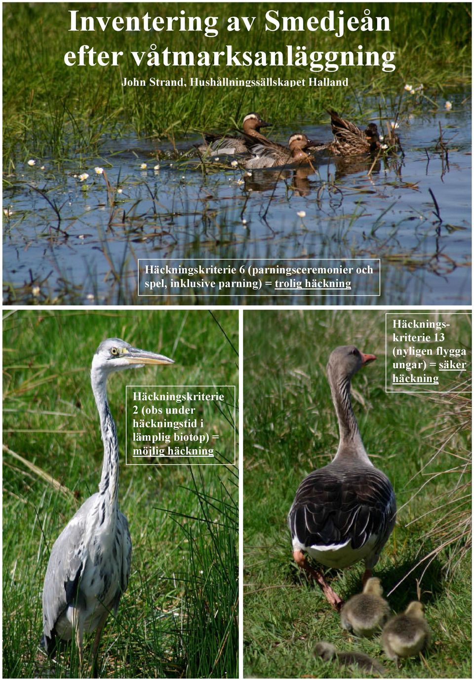 spel, inklusive parning) = trolig häckning Häckningskriterie 2 (obs under