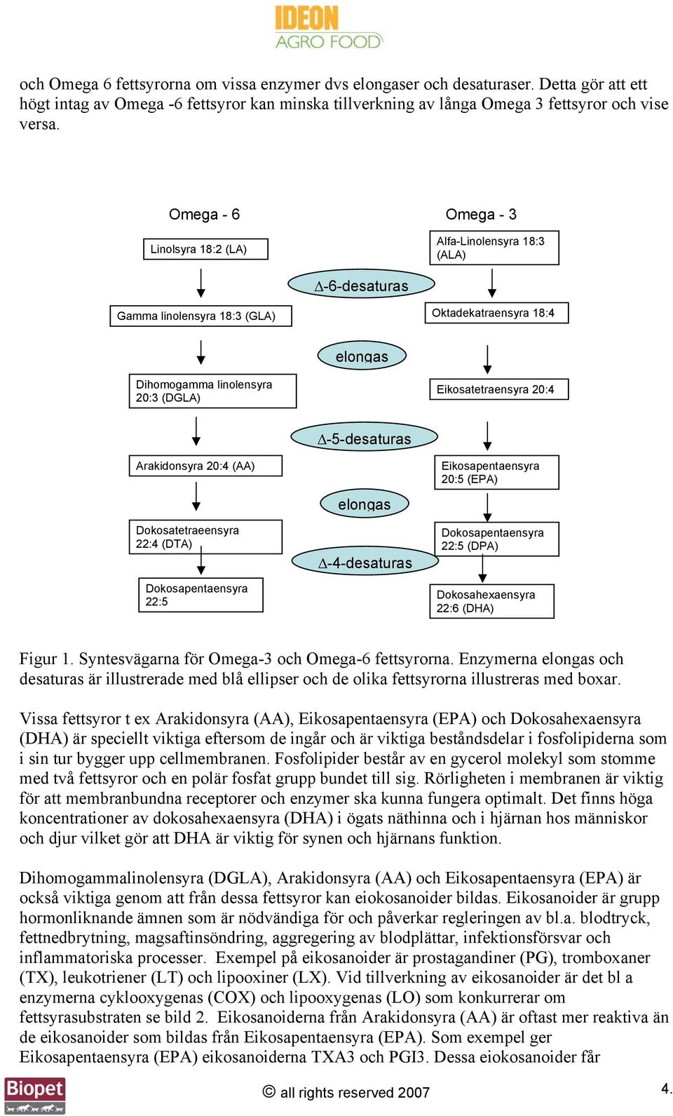 Arakidonsyra 20:4 (AA) Dokosatetraeensyra 22:4 (DTA) Dokosapentaensyra 22:5-5-desaturas elongas -4-desaturas Eikosapentaensyra 20:5 (EPA) Dokosapentaensyra 22:5 (DPA) Dokosahexaensyra 22:6 (DHA)