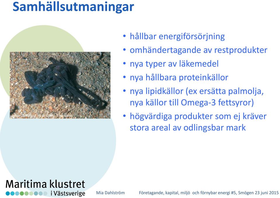 nya lipidkällor (ex ersätta palmolja, nya källor till Omega-3