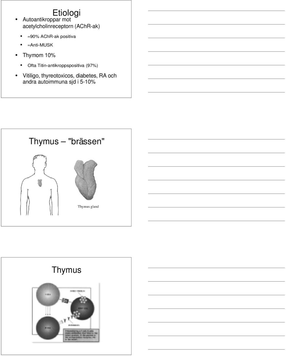 Titin-antikroppspositiva (97%) Vitiligo, thyreotoxicos,