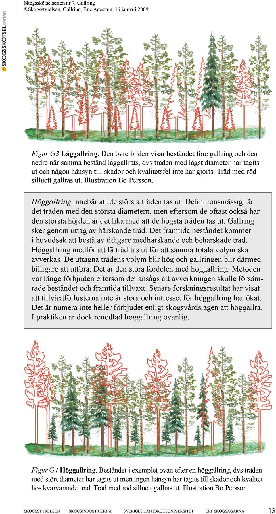 Träd med röd silluett gallras ut. Illustration Bo Persson. Höggallring innebär att de största träden tas ut.