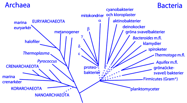 Archaea Prokaryoter Vanliga i ext