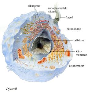 Translation Transkription 2011-03-24 Kärnan hos eukaryoter är en organell membraninbunden Mer organiserad än hos prokaryoter Flera, linjära kromosomer Diploida två upplagor av varje kromosom Eukaryot