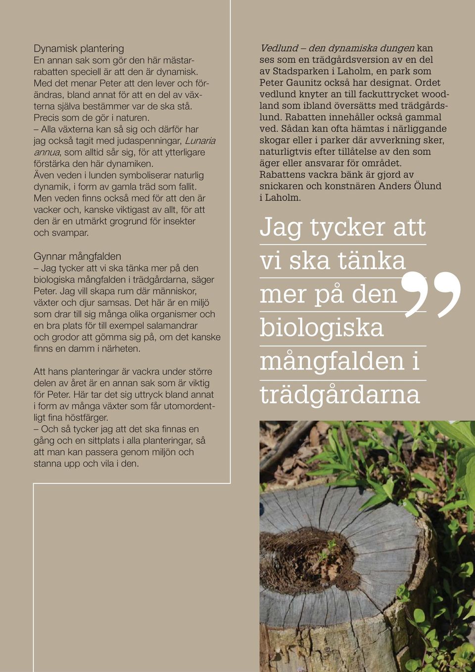 Alla växterna kan så sig och därför har jag också tagit med judaspenningar, Lunaria annua, som alltid sår sig, för att ytterligare förstärka den här dynamiken.