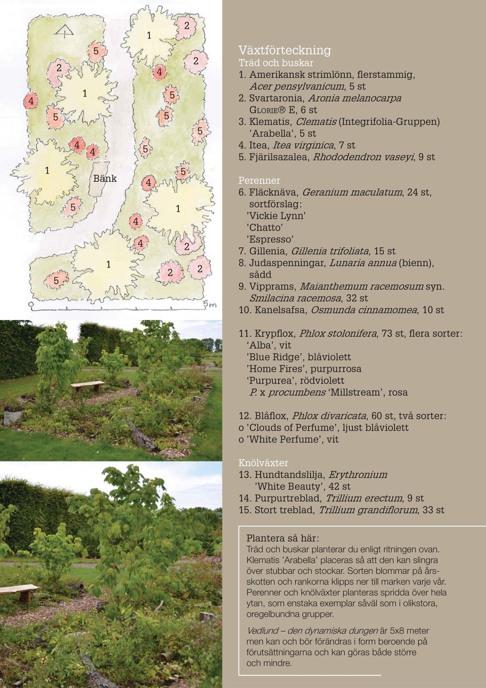 Fläcknäva, Geranium maculatum, 24 st, sortförslag: Vickie Lynn Chatto Espresso 7. Gillenia, Gillenia trifoliata, 15 st 8. Judaspenningar, Lunaria annua (bienn), sådd 9.
