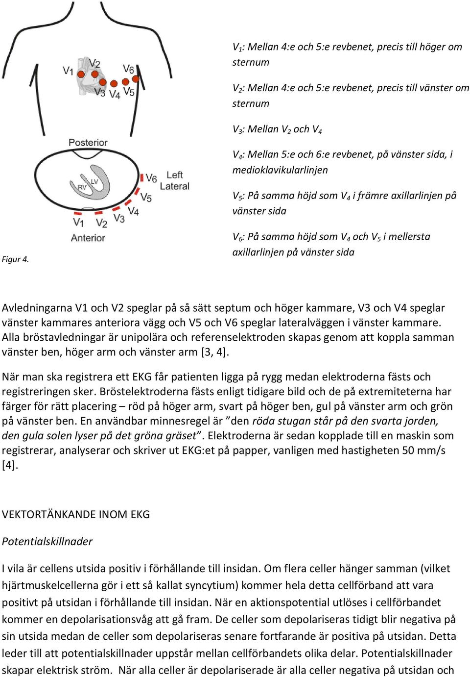 V 6 : På samma höjd som V 4 och V 5 i mellersta axillarlinjen på vänster sida Avledningarna V1 och V2 speglar på så sätt septum och höger kammare, V3 och V4 speglar vänster kammares anteriora vägg