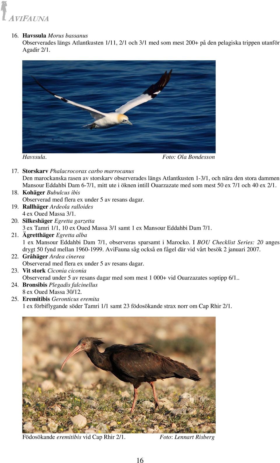 Ouarzazate med som mest 50 ex 7/1 och 40 ex 2/1. 18. Kohäger Bubulcus ibis Observerad med flera ex under 5 av resans dagar. 19. Rallhäger Ardeola ralloides 4 ex Oued Massa 3/1. 20.