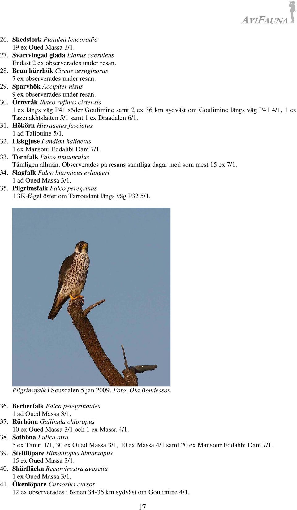 Örnvråk Buteo rufinus cirtensis 1 ex längs väg P41 söder Goulimine samt 2 ex 36 km sydväst om Goulimine längs väg P41 4/1, 1 ex Tazenakhtslätten 5/1 samt 1 ex Draadalen 6/1. 31.