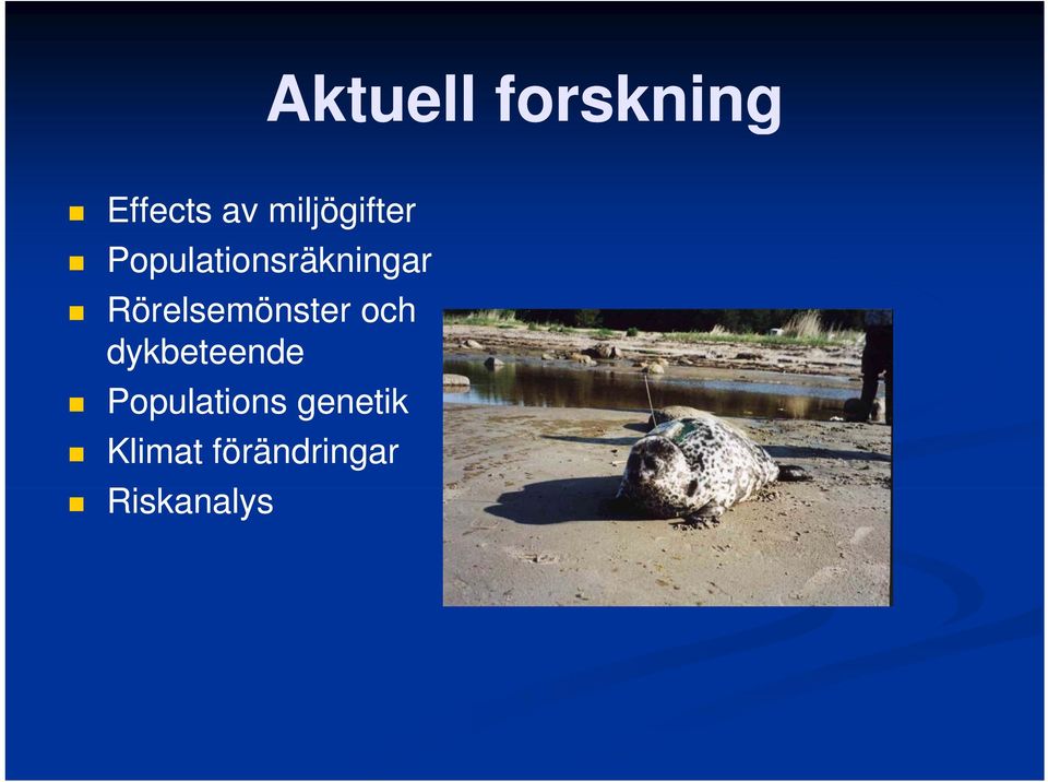Rörelsemönster och dykbeteende