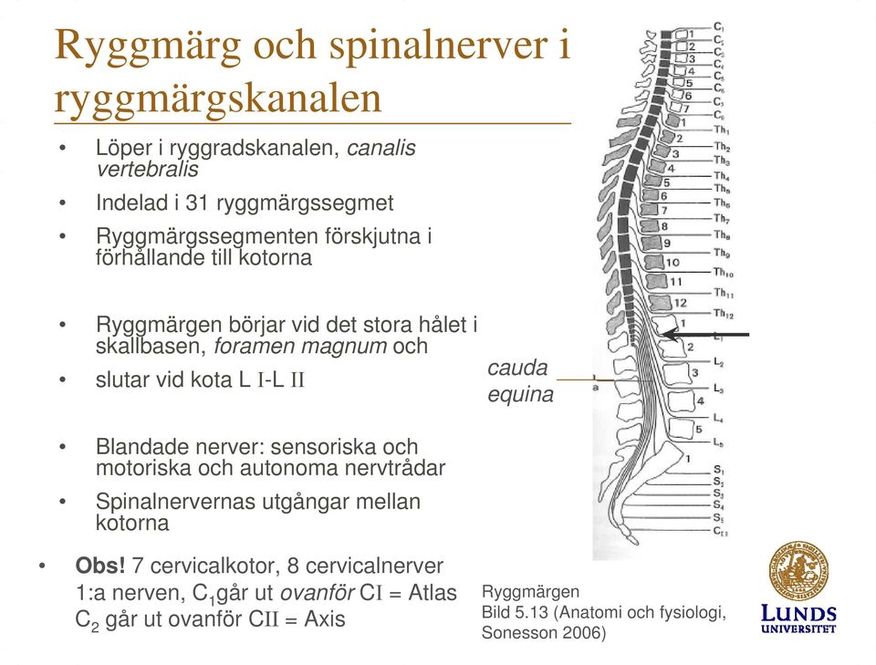 equina Blandade nerver: sensoriska och motoriska och autonoma nervtrådar Spinalnervernas utgångar mellan kotorna Obs!