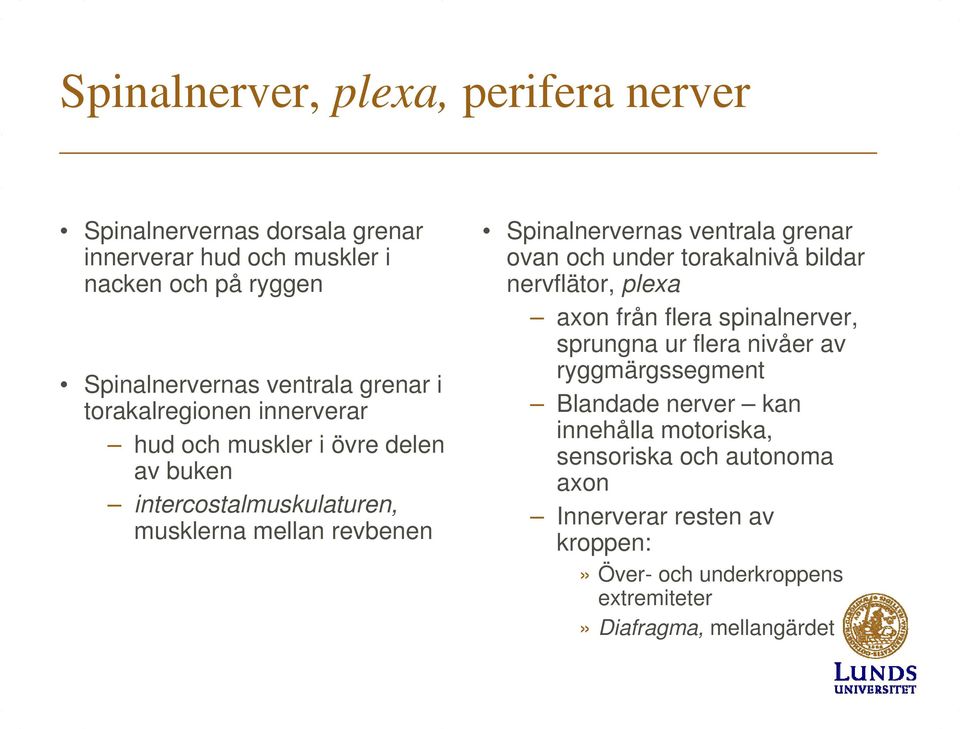 ventrala grenar ovan och under torakalnivå bildar nervflätor, plexa axon från flera spinalnerver, sprungna ur flera nivåer av ryggmärgssegment