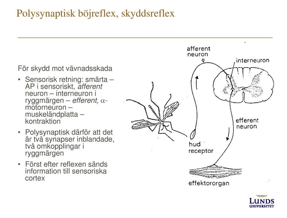 motorneuron muskeländplatta kontraktion Polysynaptisk därför att det är två synapser