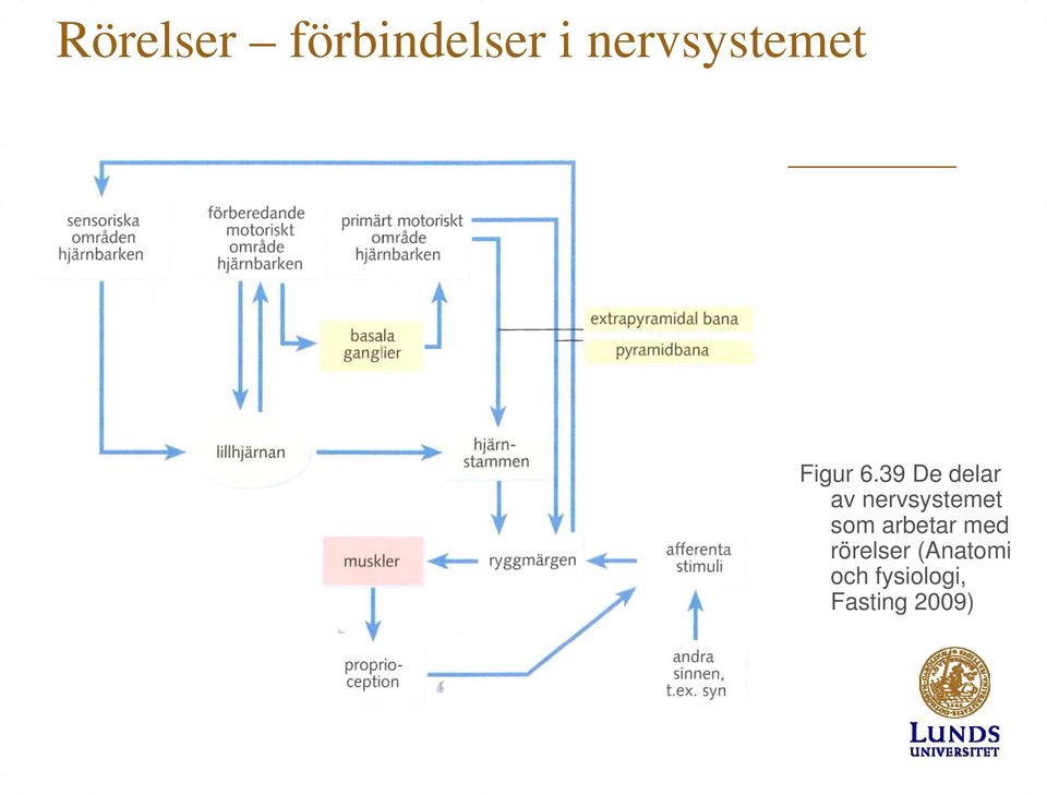 39 De delar av nervsystemet som