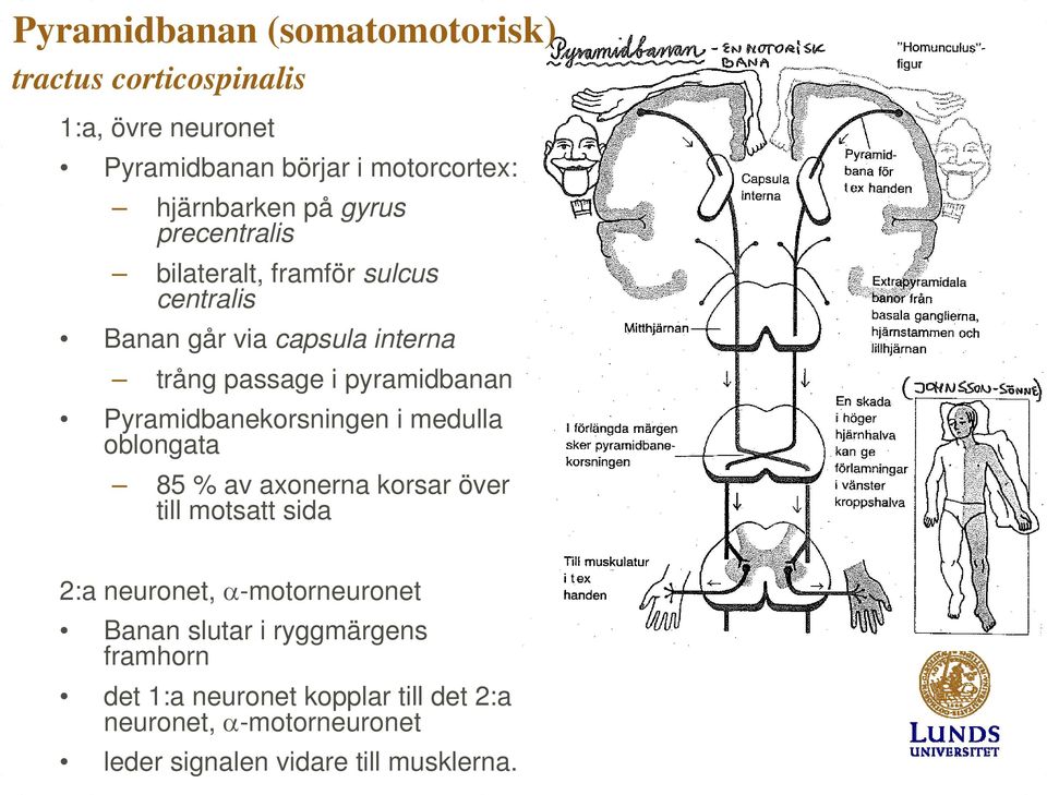 Pyramidbanekorsningen i medulla oblongata 85 % av axonerna korsar över till motsatt sida 2:a neuronet, α-motorneuronet