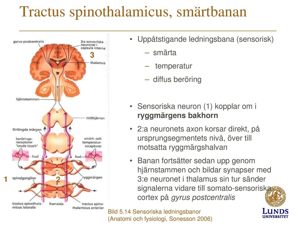 ryggmärgshalvan Banan fortsätter sedan upp genom hjärnstammen och bildar synapser med 3:e neuronet i thalamus sin tur sänder