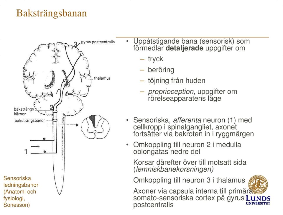 spinalgangliet, axonet fortsätter via bakroten in i ryggmärgen Omkoppling till neuron 2 i medulla oblongatas nedre del Korsar därefter över till