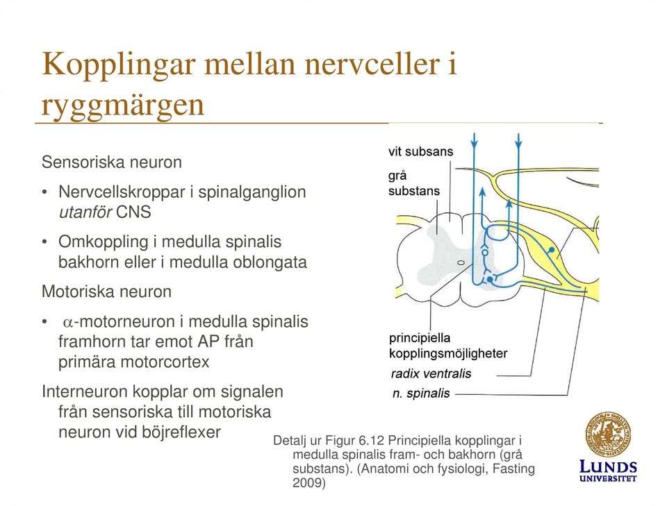 från primära motorcortex Interneuron kopplar om signalen från sensoriska till motoriska neuron vid böjreflexer Detalj ur