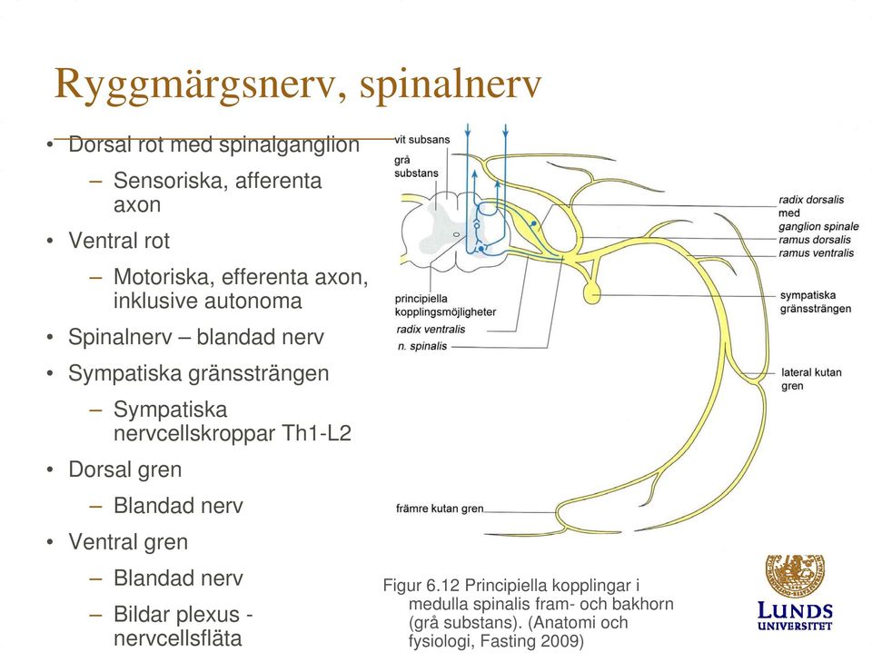 Th1-L2 Dorsal gren Blandad nerv Ventral gren Blandad nerv Bildar plexus - nervcellsfläta Grå substans Vit substans