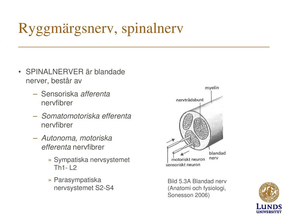 Autonoma, motoriska efferenta nervfibrer» Sympatiska nervsystemet Th1- L2»