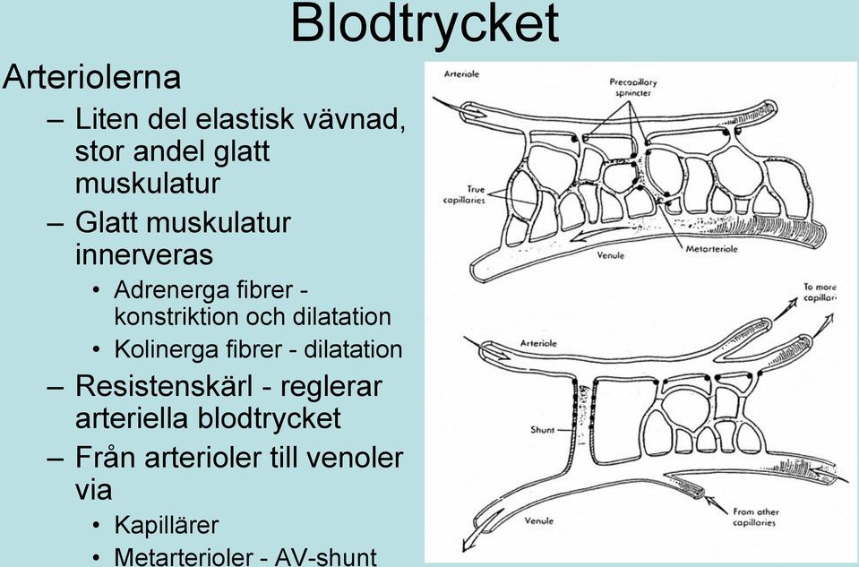 Kolinerga fibrer - dilatation Resistenskärl - reglerar arteriella