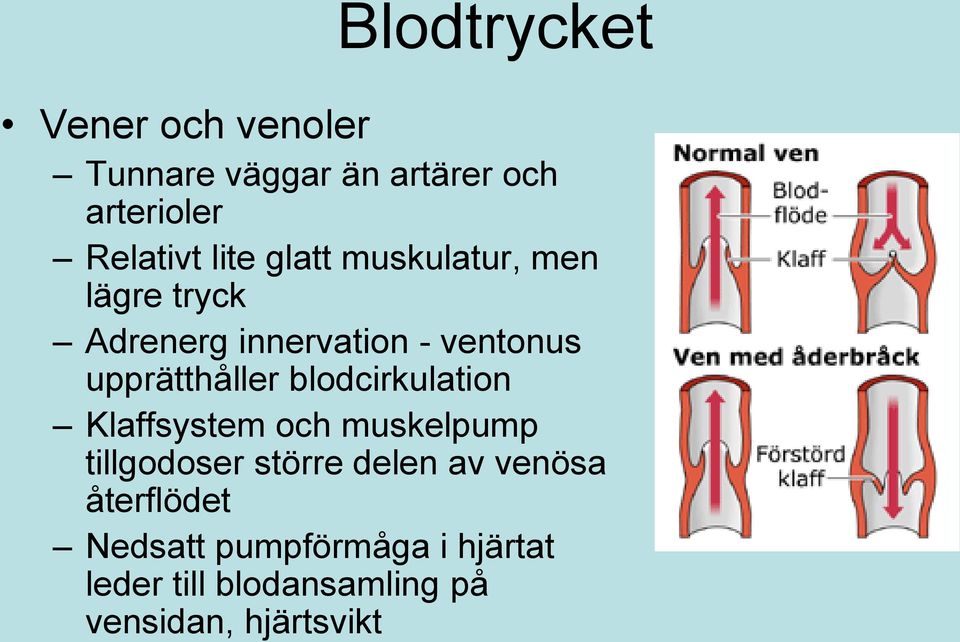 upprätthåller blodcirkulation Klaffsystem och muskelpump tillgodoser större delen