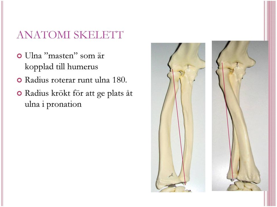 roterar runt ulna 180.