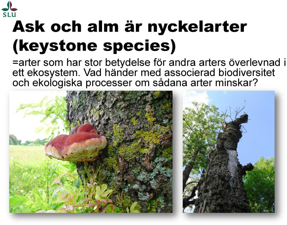 ett ekosystem.