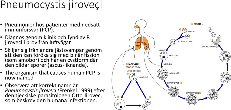 Skiljer sig från andra jästsvampar genom att den kan föröka sig med binär fission (som amöbor) och har en cystform där den