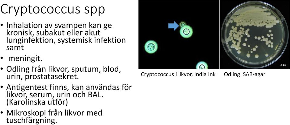 Odling från likvor, sputum, blod, urin, prostatasekret.