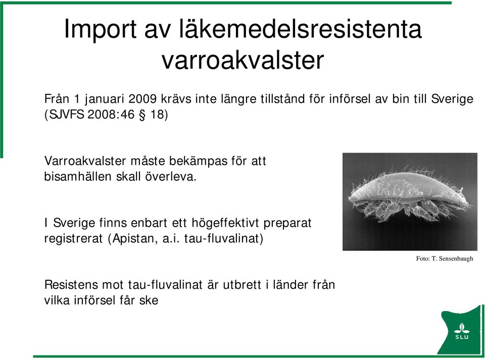 skall överleva. I Sverige finns enbart ett högeffektivt preparat registrerat (Apistan, a.i. tau-fluvalinat) Foto: T.
