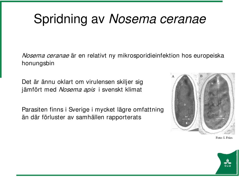 virulensen skiljer sig jämfört med Nosema apis i svenskt klimat Parasiten