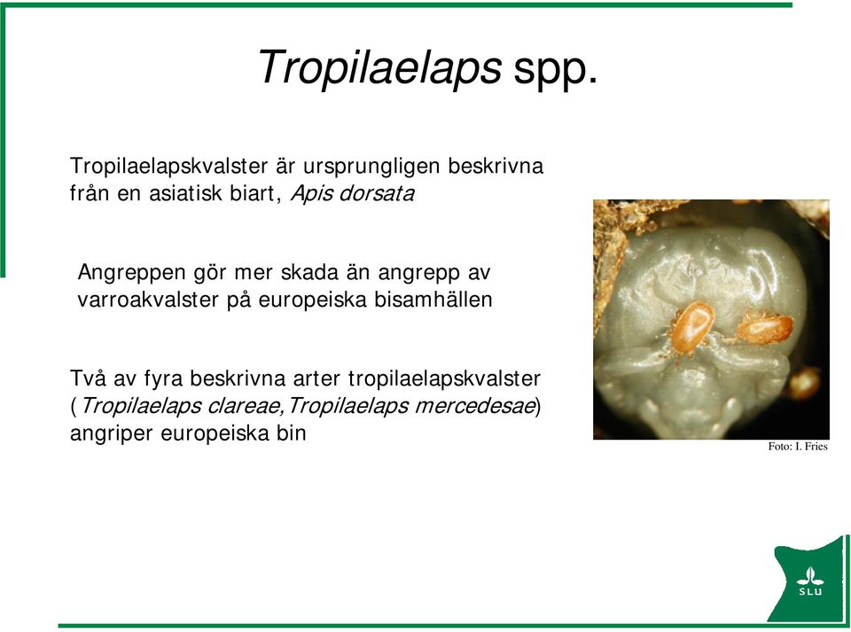 dorsata Angreppen gör mer skada än angrepp av varroakvalster på europeiska