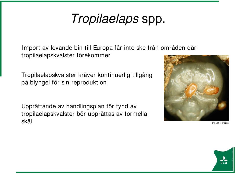 tropilaelapskvalster förekommer Tropilaelapskvalster kräver kontinuerlig