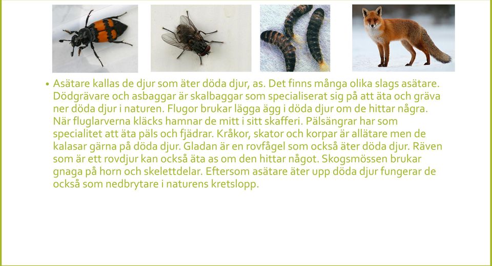 När fluglarverna kläcks hamnar de mitt i sitt skafferi. Pälsängrar har som specialitet att äta päls och fjädrar.