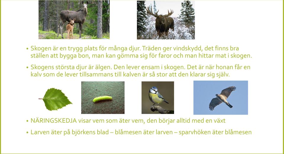 Skogens största djur är älgen. Den lever ensam i skogen.