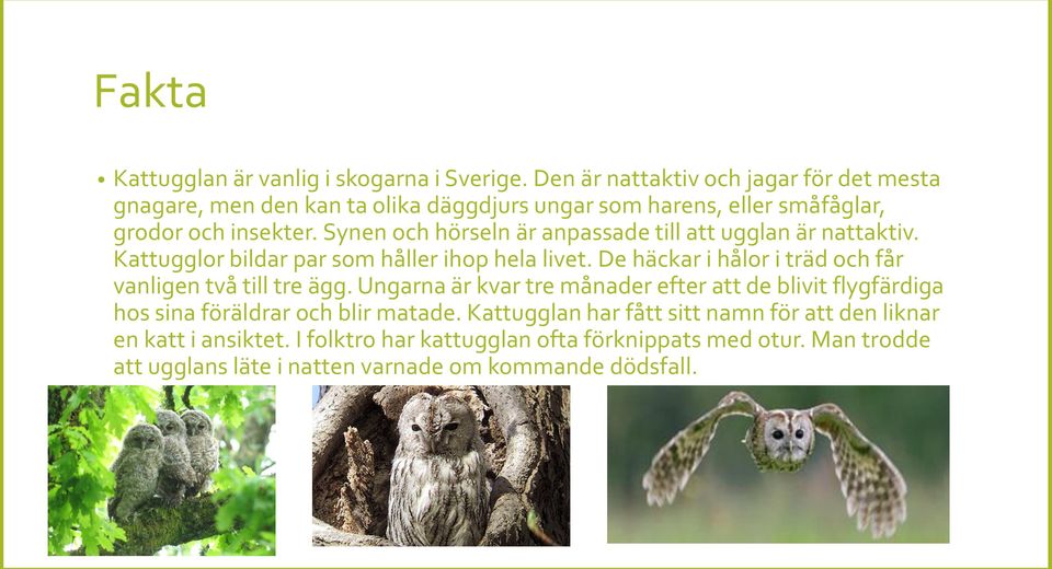 Synen och hörseln är anpassade till att ugglan är nattaktiv. Kattugglor bildar par som håller ihop hela livet.