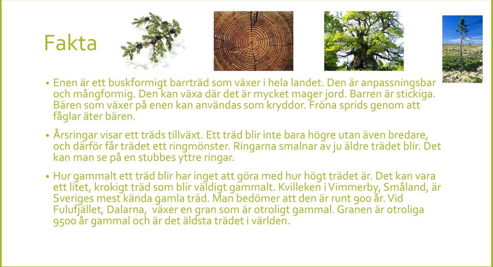 Ett träd blir inte bara högre utan även bredare, och därför får trädet ett ringmönster. Ringarna smalnar av ju äldre trädet blir. Det kan man se på en stubbes yttre ringar.