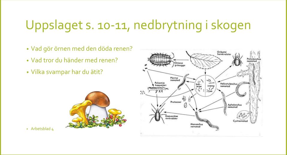 örnen med den döda renen?