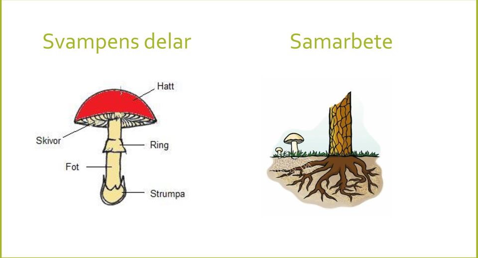Samarbete